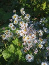 AsterÃÂ species are used as food plants